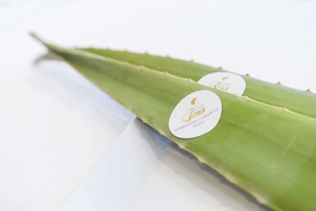 Zwei lange, grüne Aloe-Vera-Blätter liegen auf einer flachen Oberfläche. Jedes Blatt trägt einen runden weißen Aufkleber mit der Aufschrift „Teres Kompetenz für Cosmetic Praxis“ in Goldoptik, der auf ihre Rolle bei der Spezialbehandlung Gesicht hinweist. Der Hintergrund ist leicht verschwommen.